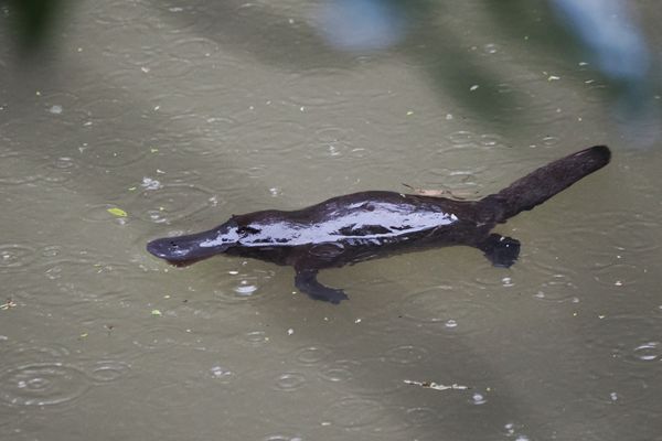 Platypus (vogelbekdier) in Atherton Tablelands, Australië